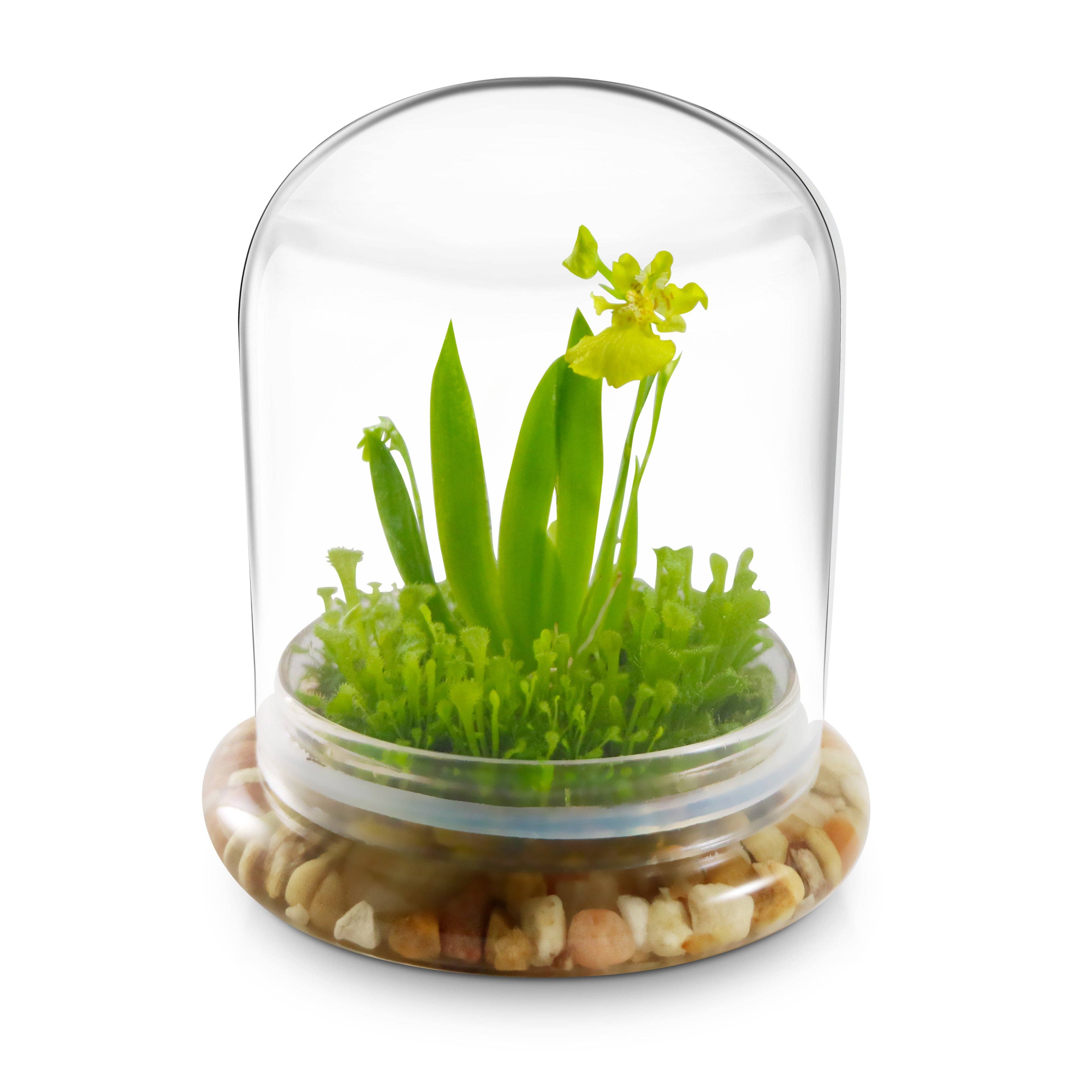 Everlasting Orchid Terrarium with Sundew Moss - Psygmorchis Pusilla – Self growing, Maintenance free, Unique Gift. - Urban Sprouts