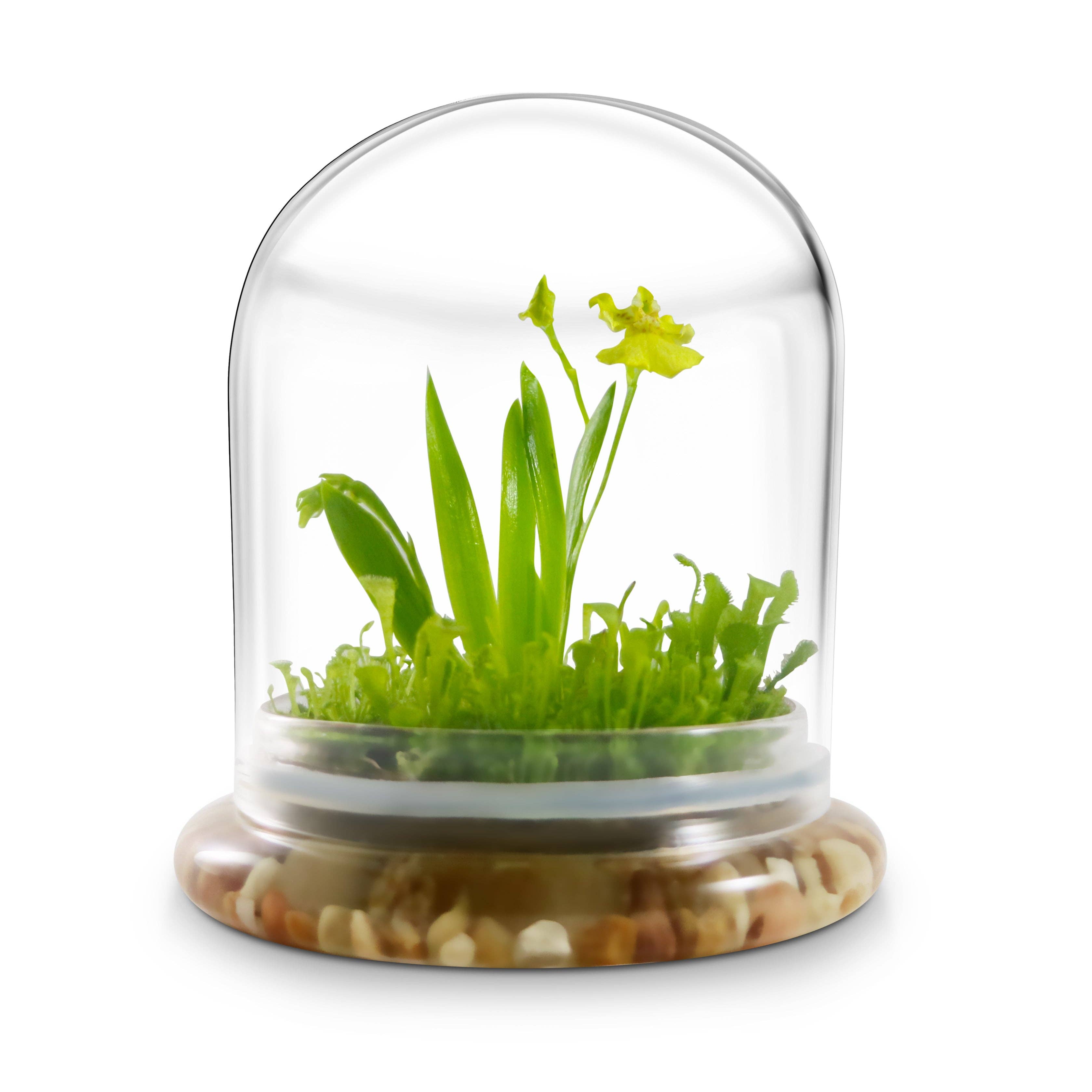 Everlasting Orchid Terrarium with Sundew Moss - Psygmorchis Pusilla – Self growing, Maintenance free, Unique Gift. - Urban Sprouts
