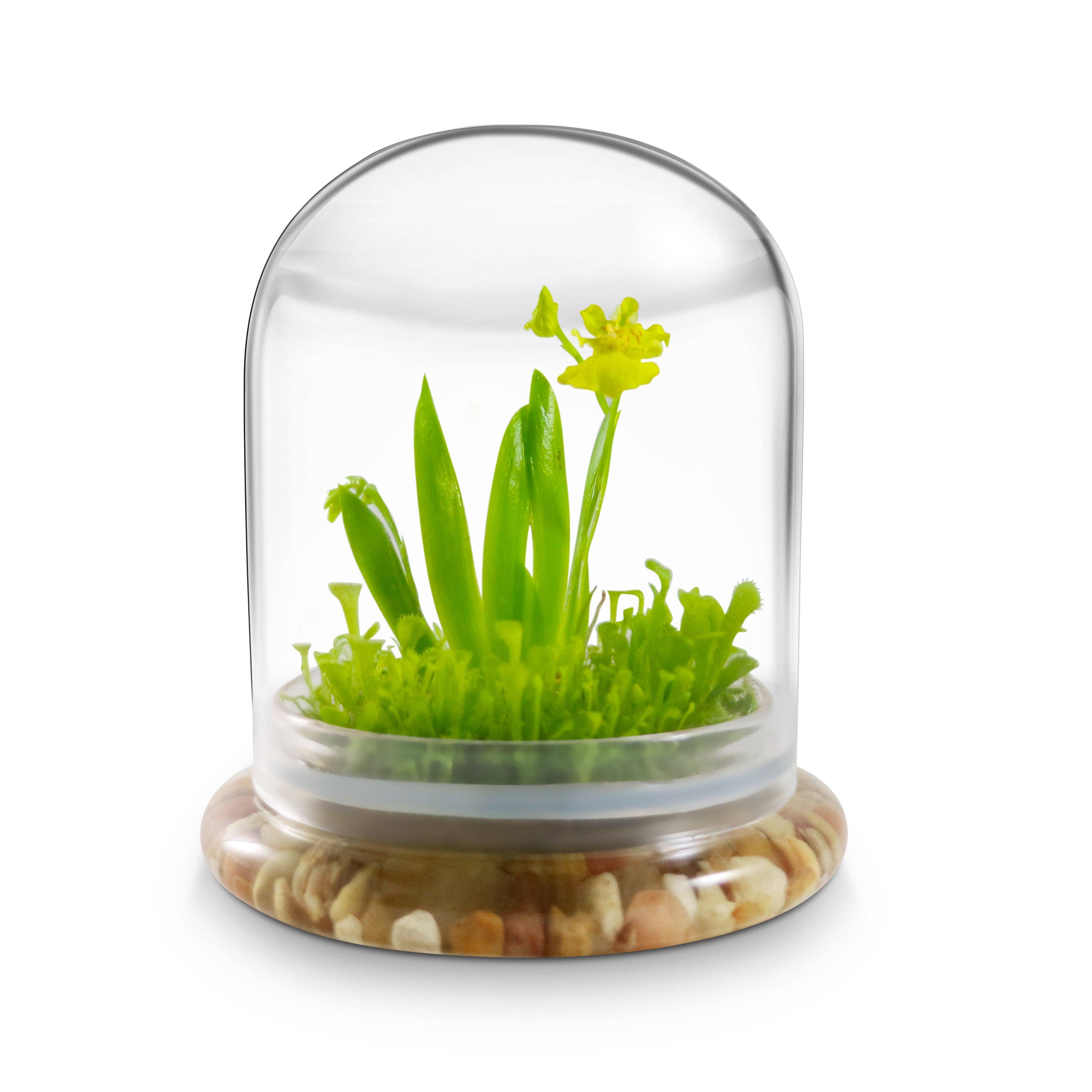 Everlasting Orchid Terrarium with Sundew Moss - Psygmorchis Pusilla – Self growing, Maintenance free, Unique Gift. - Urban Sprouts