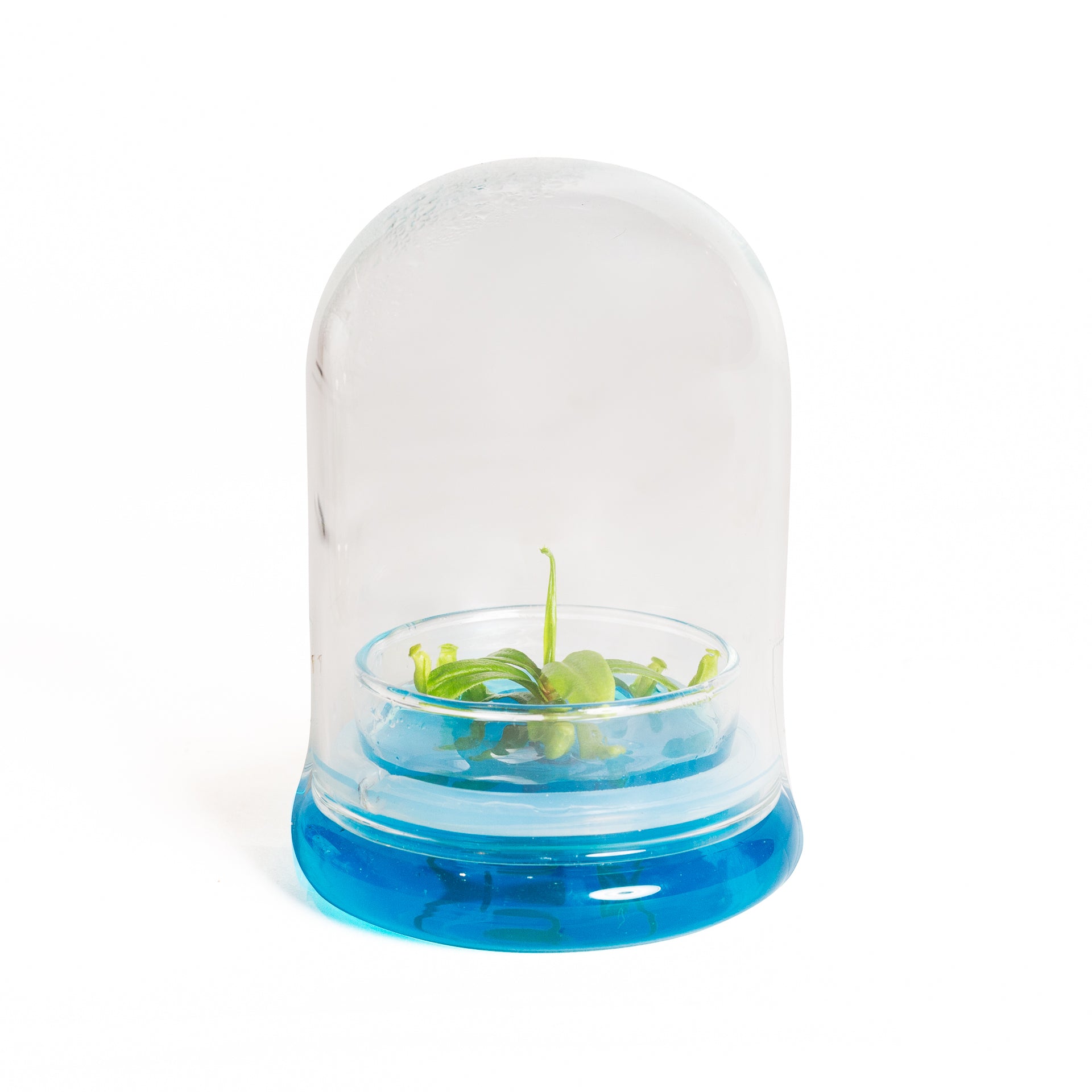 Enclosed Pitcher Plant Terrarium - Medium - Urban Sprouts