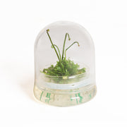 Enclosed Sundew Carnivorous Terrarium - Urban Sprouts