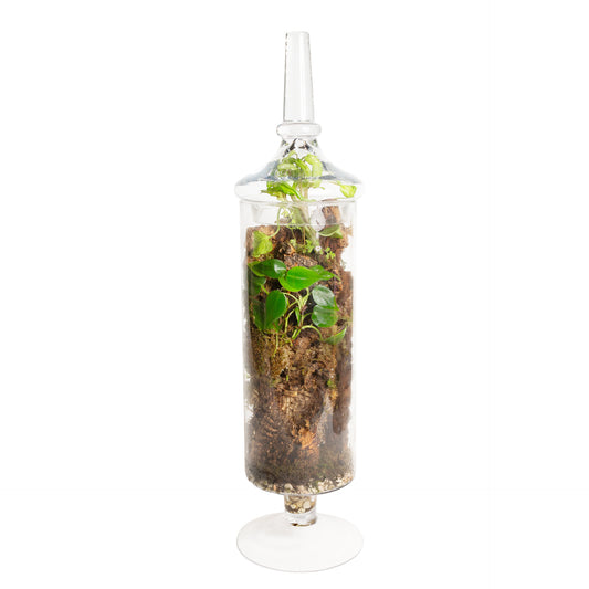 3/28 @ 6:00 Enclosed Terrarium Workshop