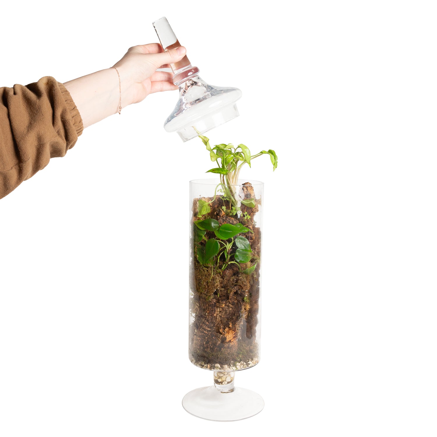 3/28 @ 6:00 Enclosed Terrarium Workshop