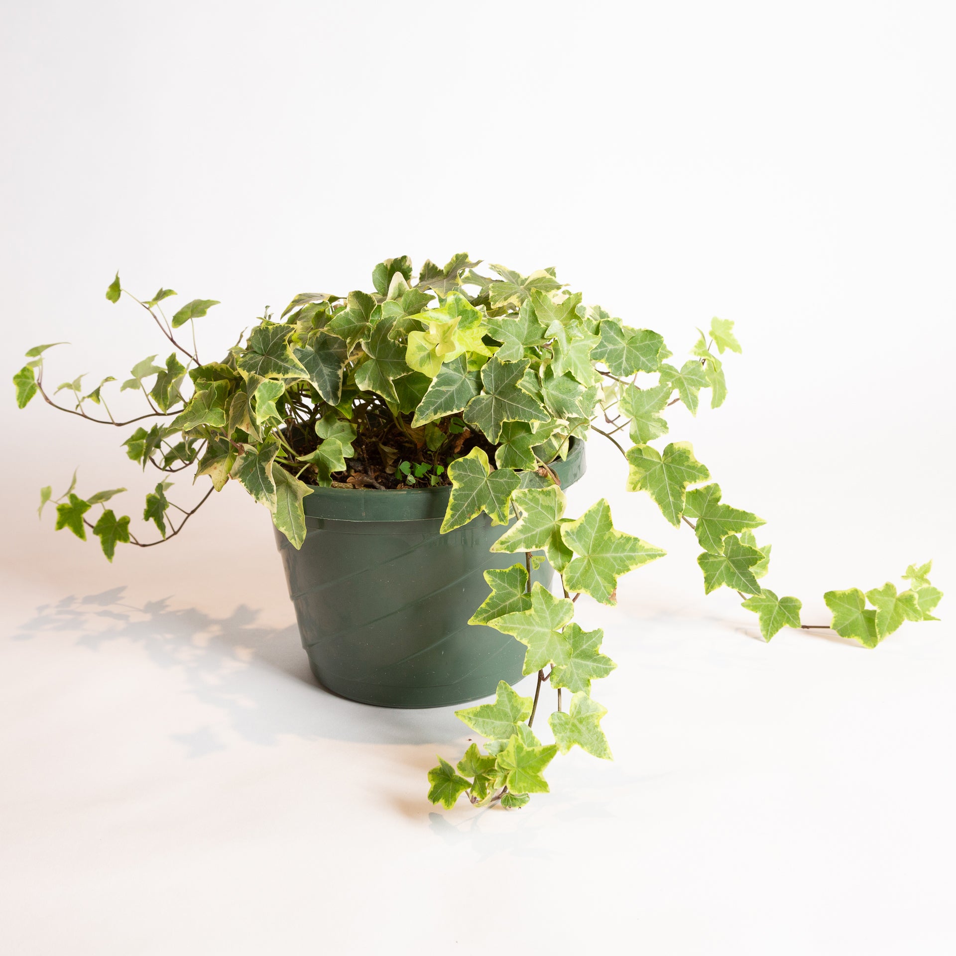 English Ivy 'Glacier' 8" XLong - Urban Sprouts