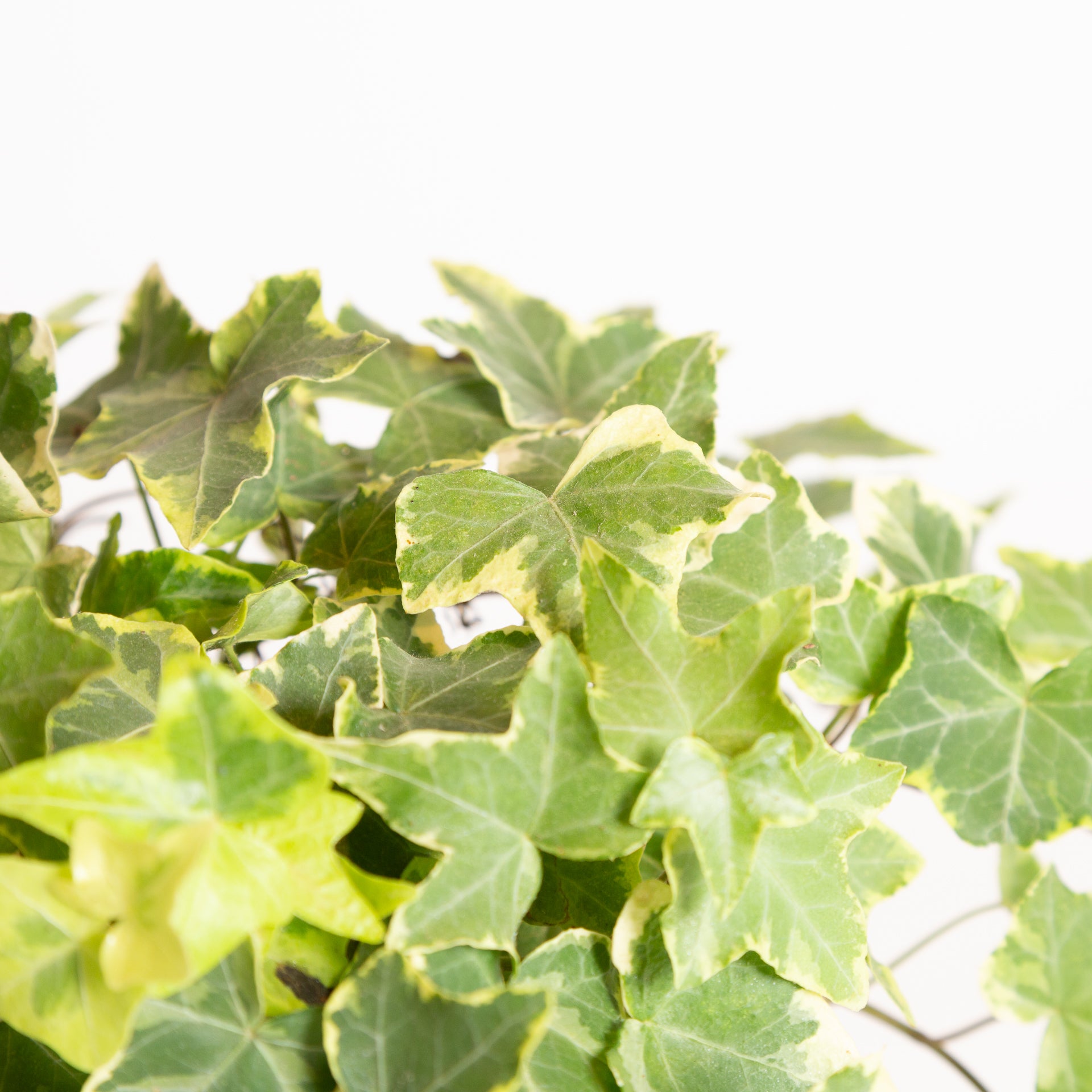 English Ivy 'Glacier' 8" XLong - Urban Sprouts