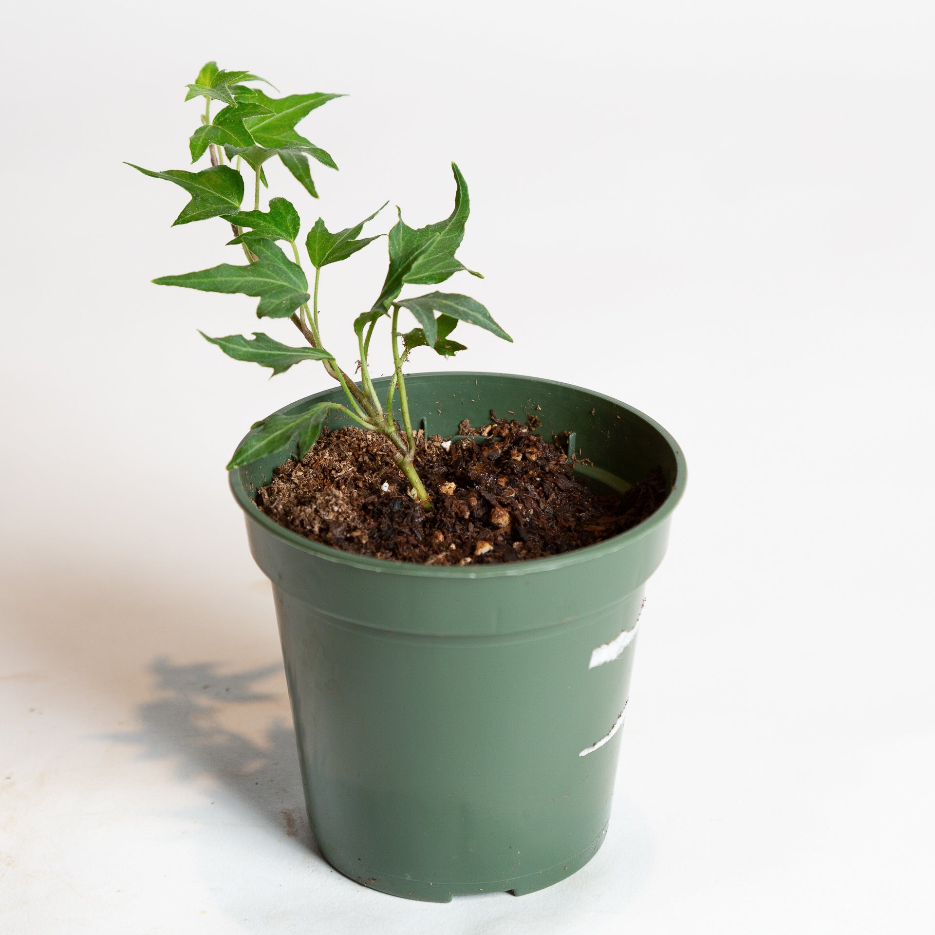 English Ivy 'Needlepoint' 4" - Urban Sprouts