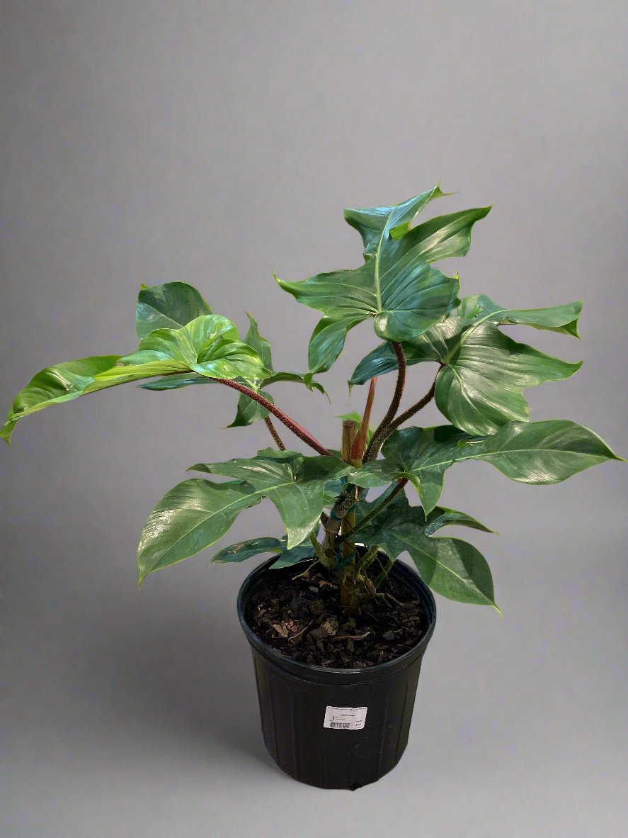 Philodendron 'Squamiferum' 10" - Urban Sprouts