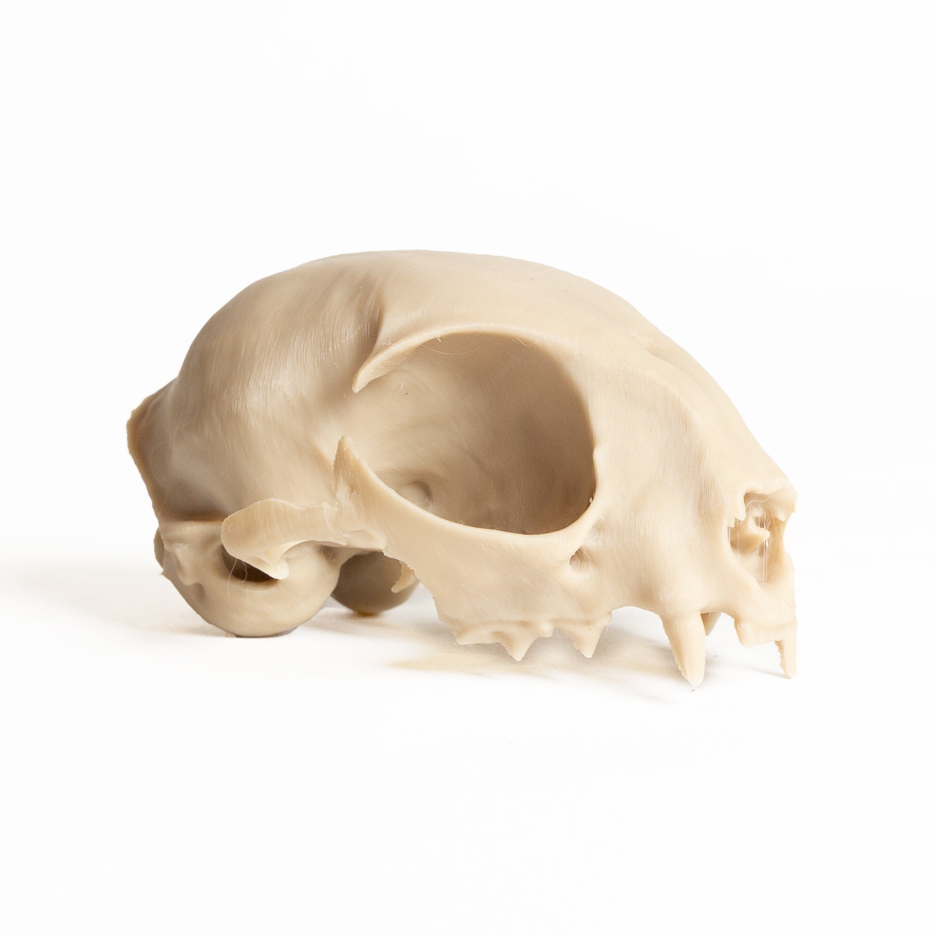 Feline Skull - Medium - Urban Sprouts
