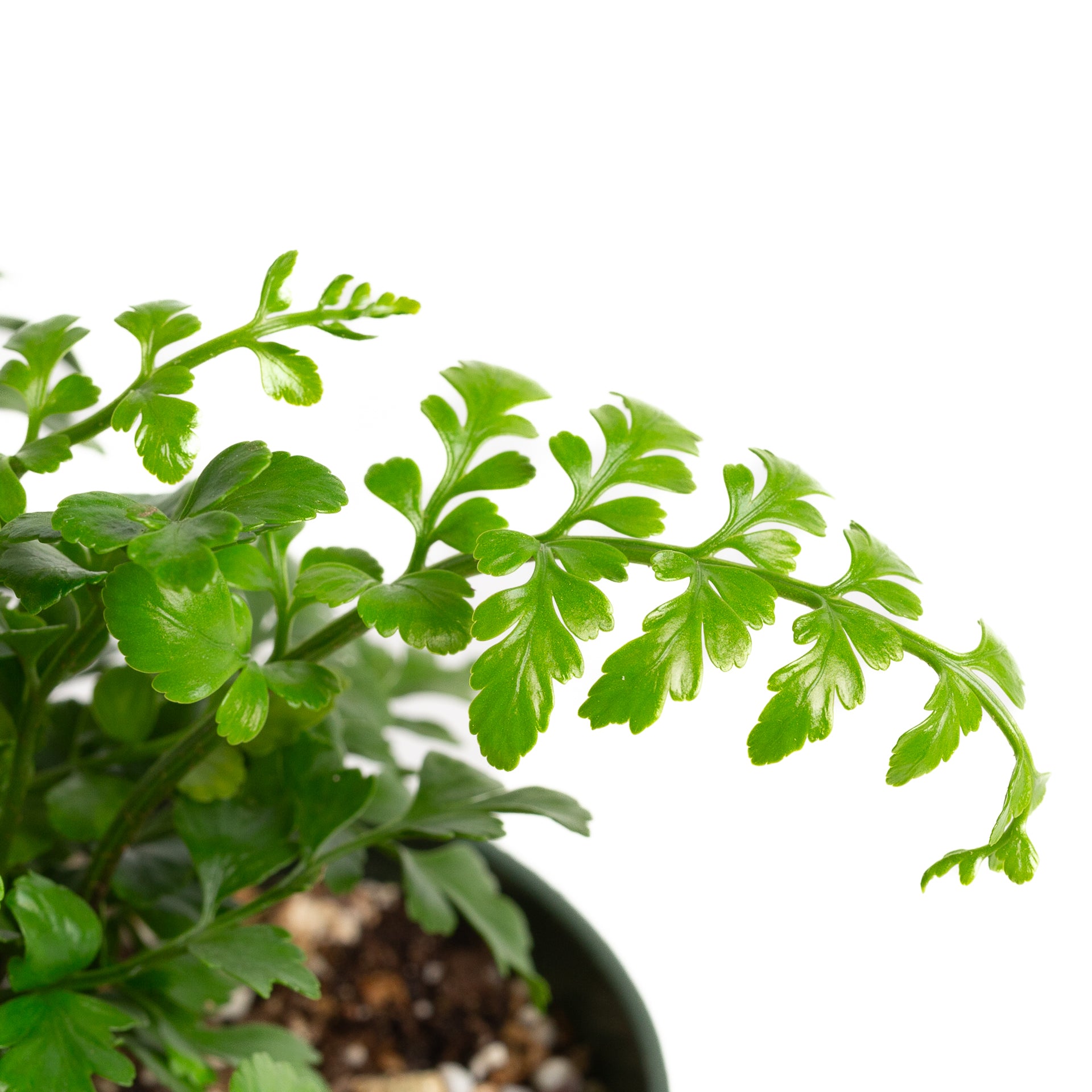 Fern 'Astral Gem' 6" - Urban Sprouts