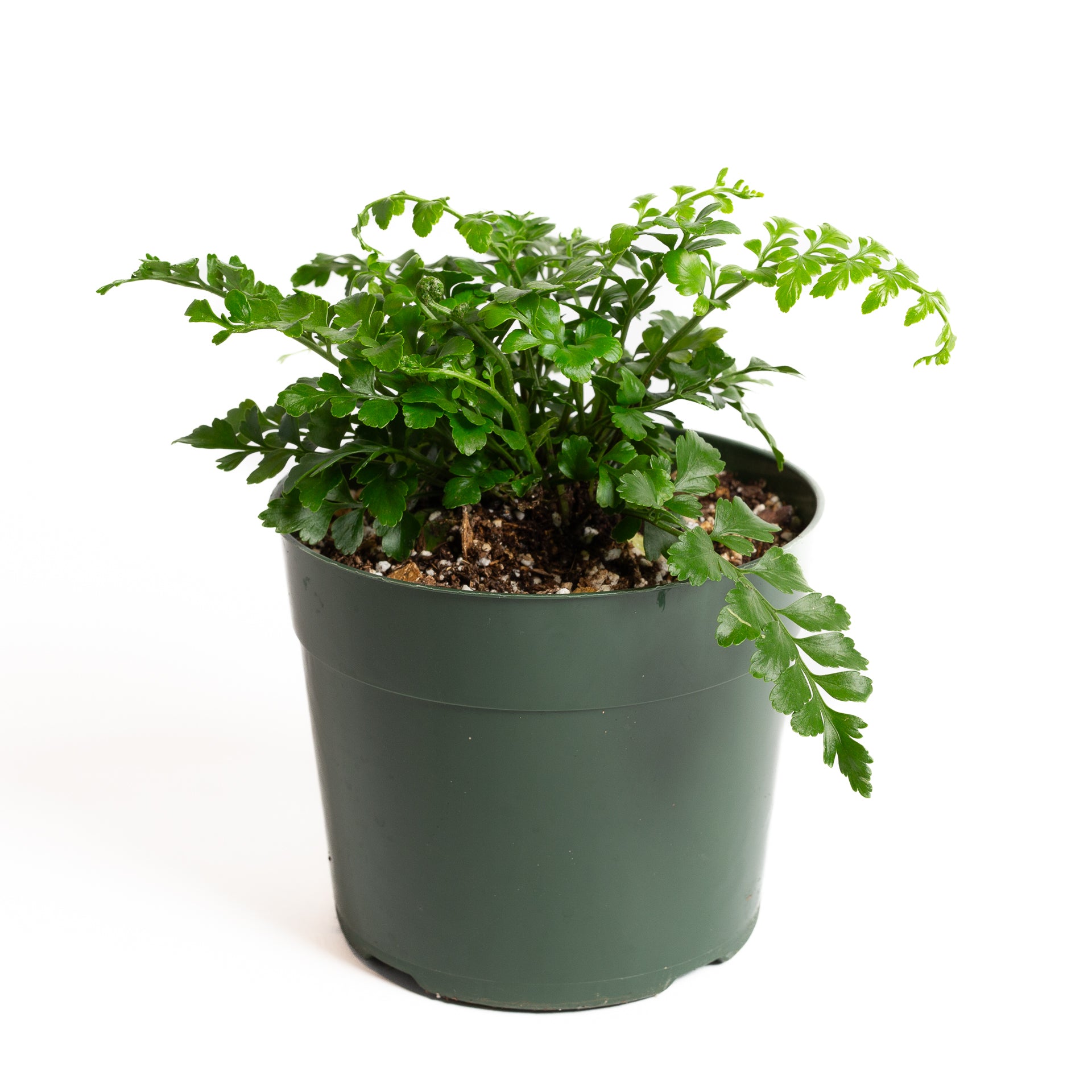 Fern 'Astral Gem' 6" - Urban Sprouts