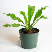Fern 'Bird's Nest' 6" - Urban Sprouts