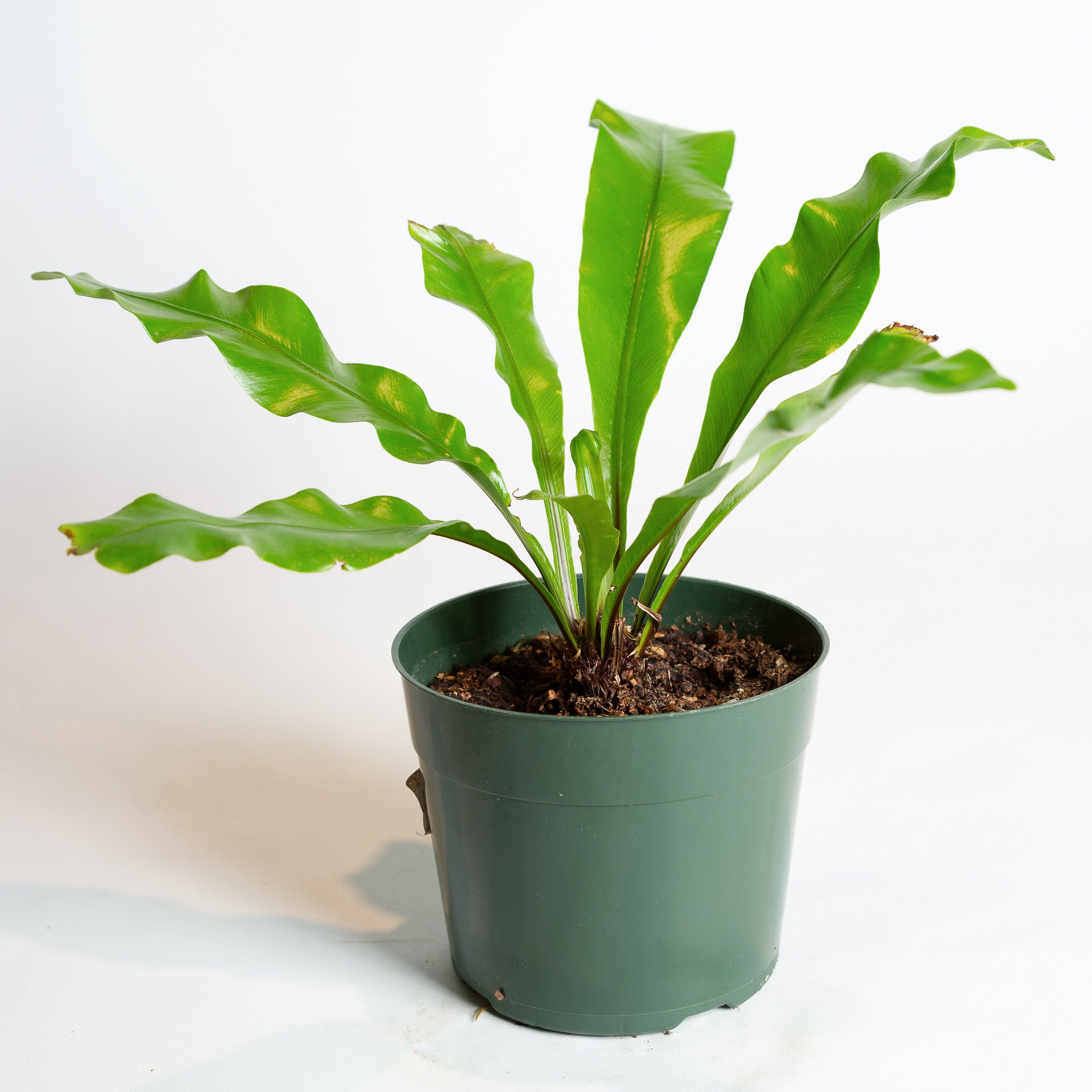 Fern 'Bird's Nest' 6" - Urban Sprouts