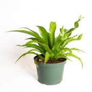 Fern 'Bird's Nest' 8" - Urban Sprouts