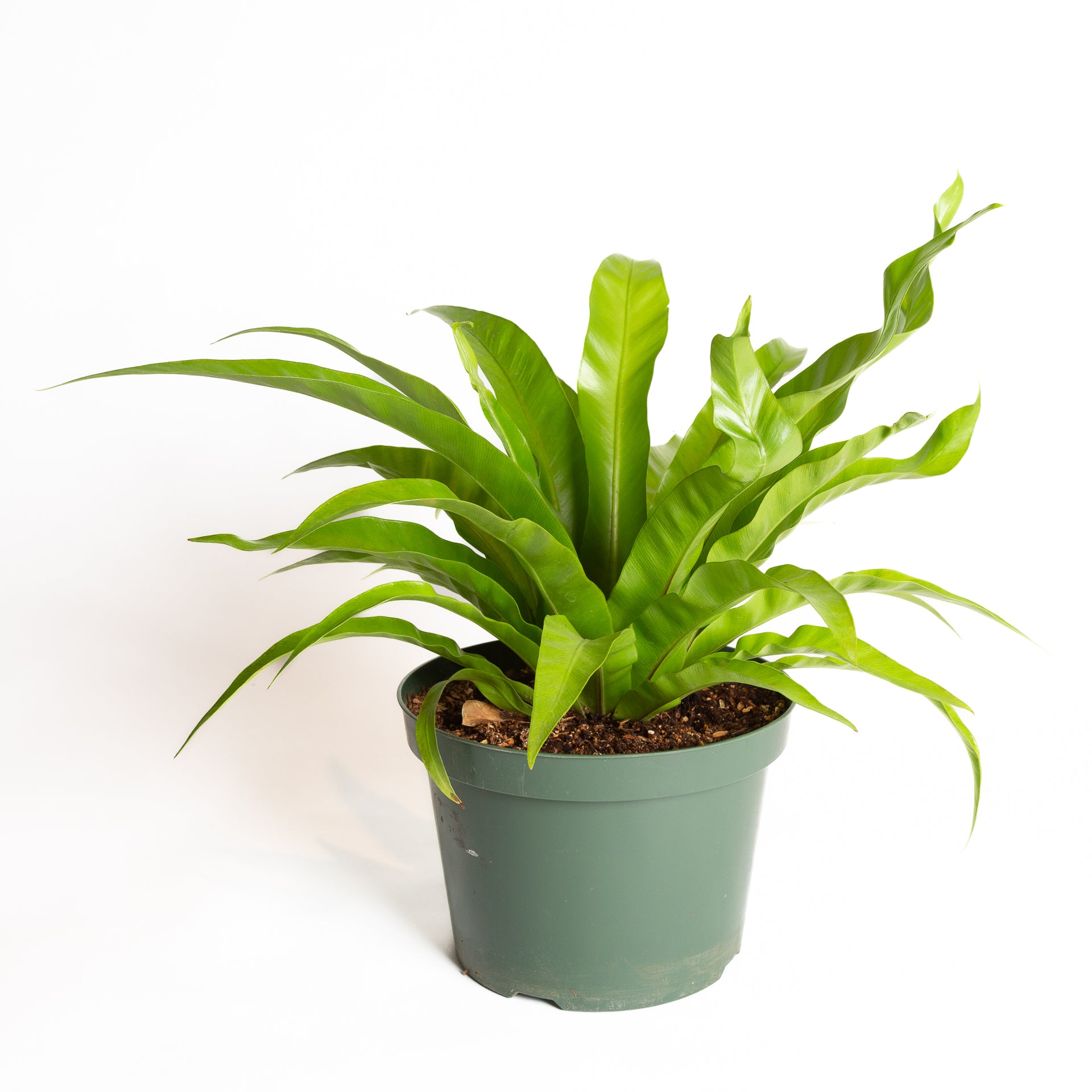 Fern 'Bird's Nest' 8" - Urban Sprouts
