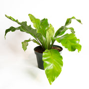 Fern 'Bird's Nest - Japanese' 8" - Urban Sprouts