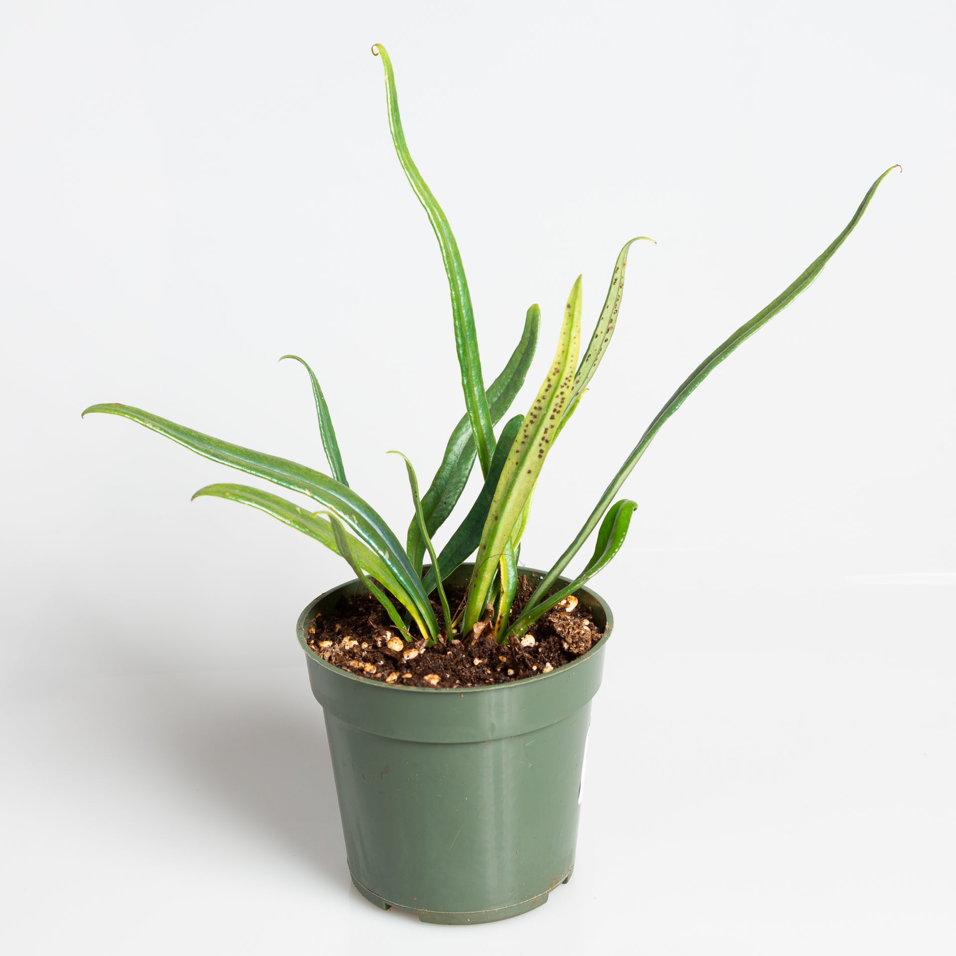 Fern 'Blue Oil' 4" - Urban Sprouts