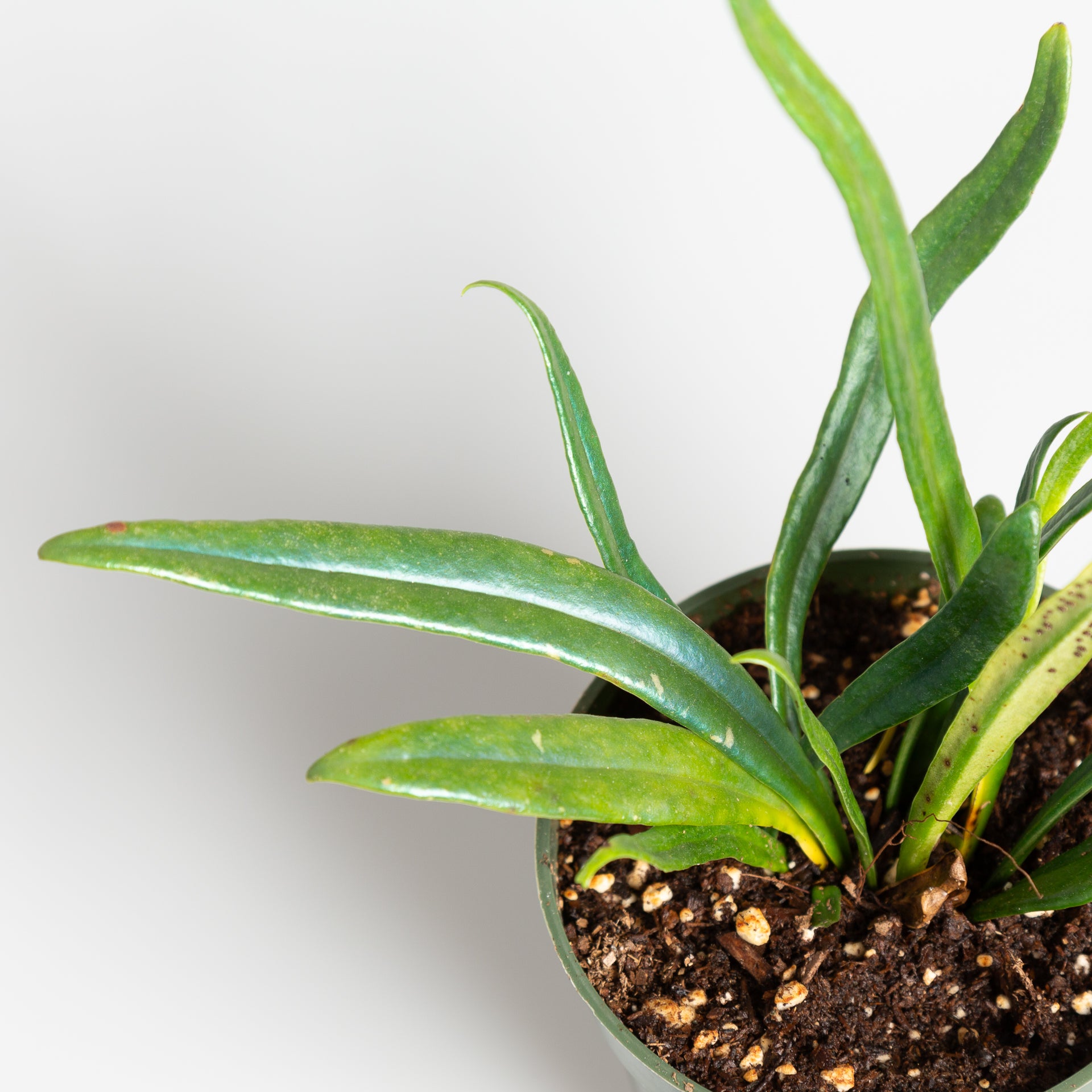 Fern 'Blue Oil' 4" - Urban Sprouts