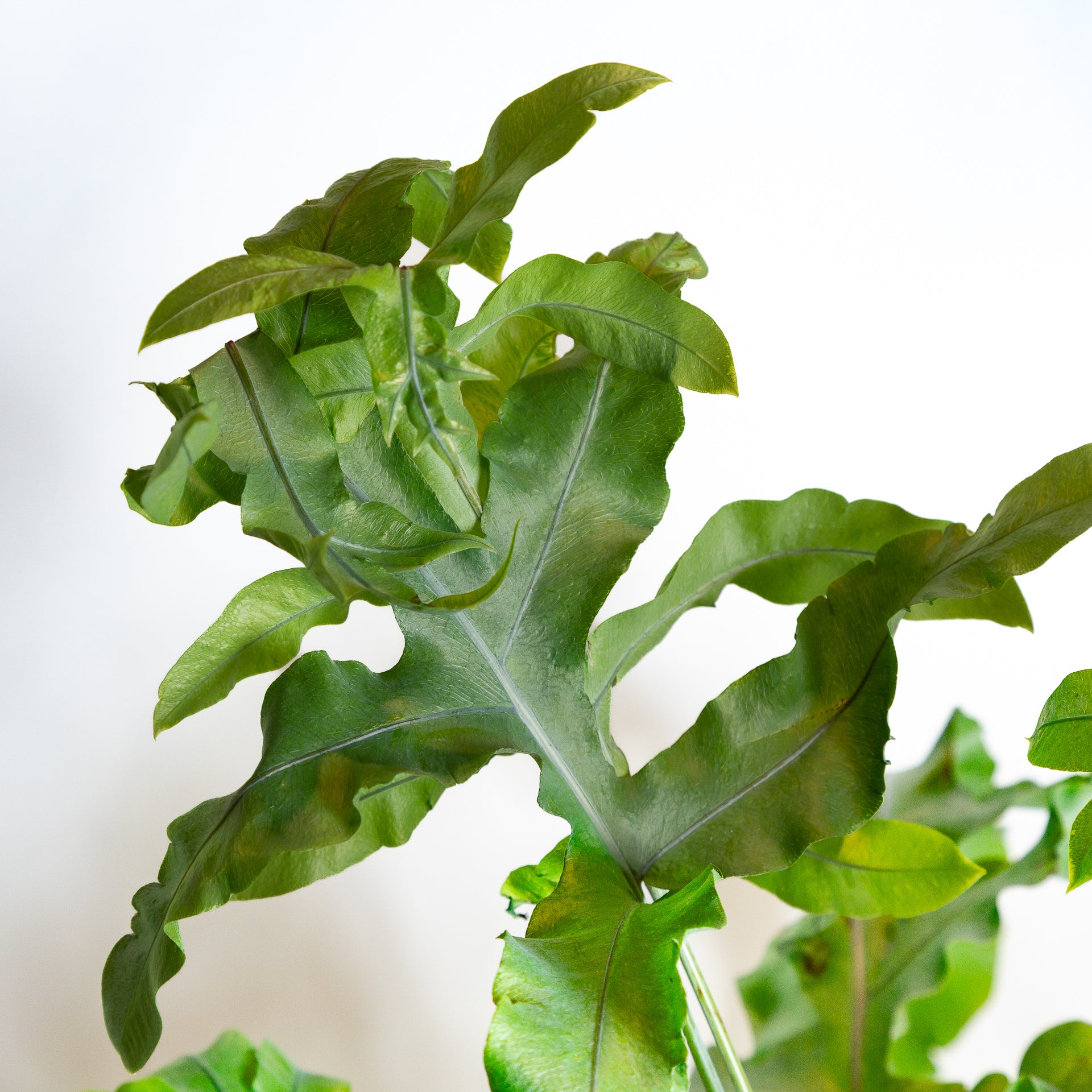 Fern 'Blue Star' 6" - Urban Sprouts