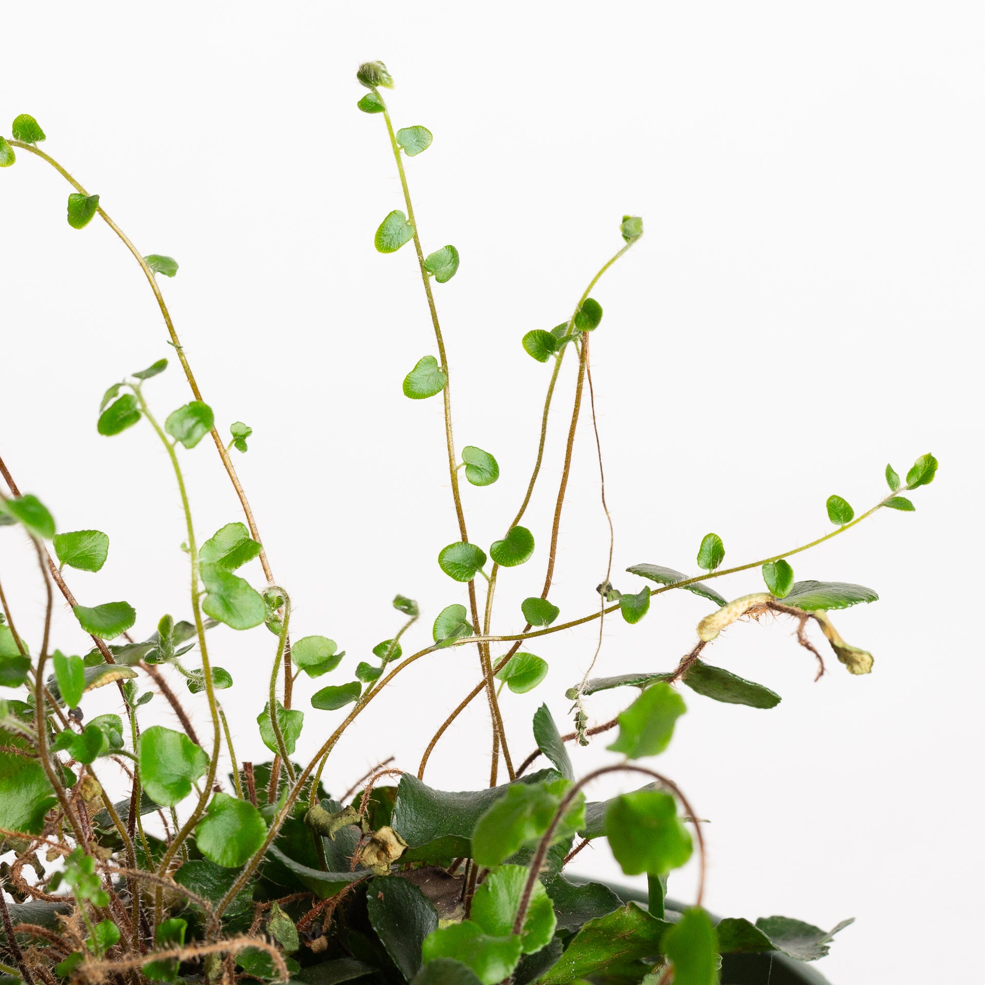 Fern 'Button' 6" - Urban Sprouts