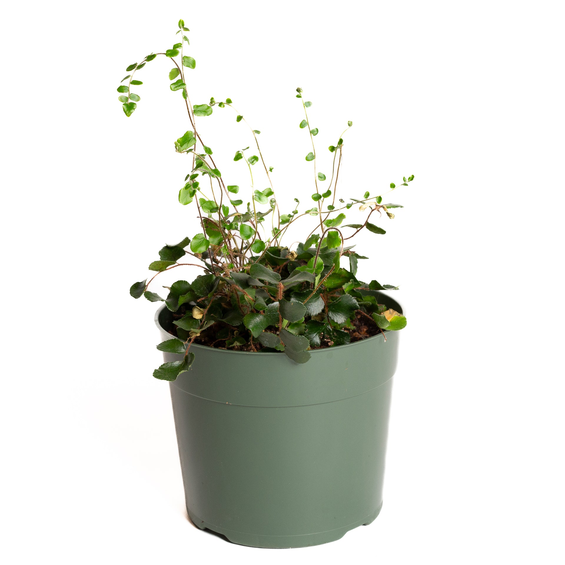 Fern 'Button' 6" - Urban Sprouts