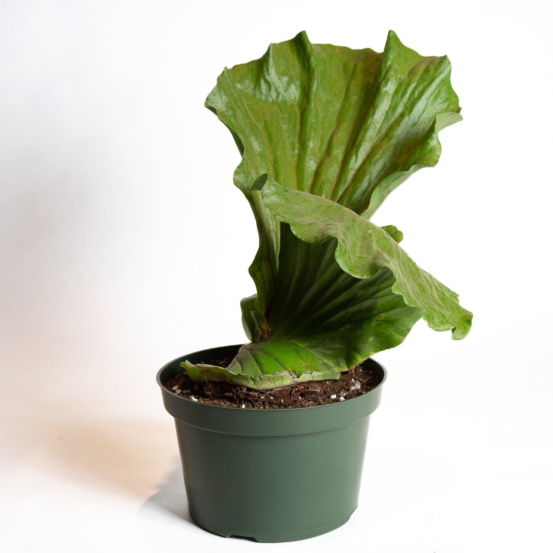 Fern 'Elephant Staghorn' 8" XL - Urban Sprouts