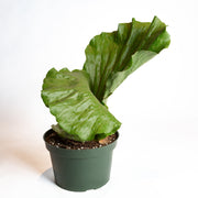 Fern 'Elephant Staghorn' 8" XL - Urban Sprouts