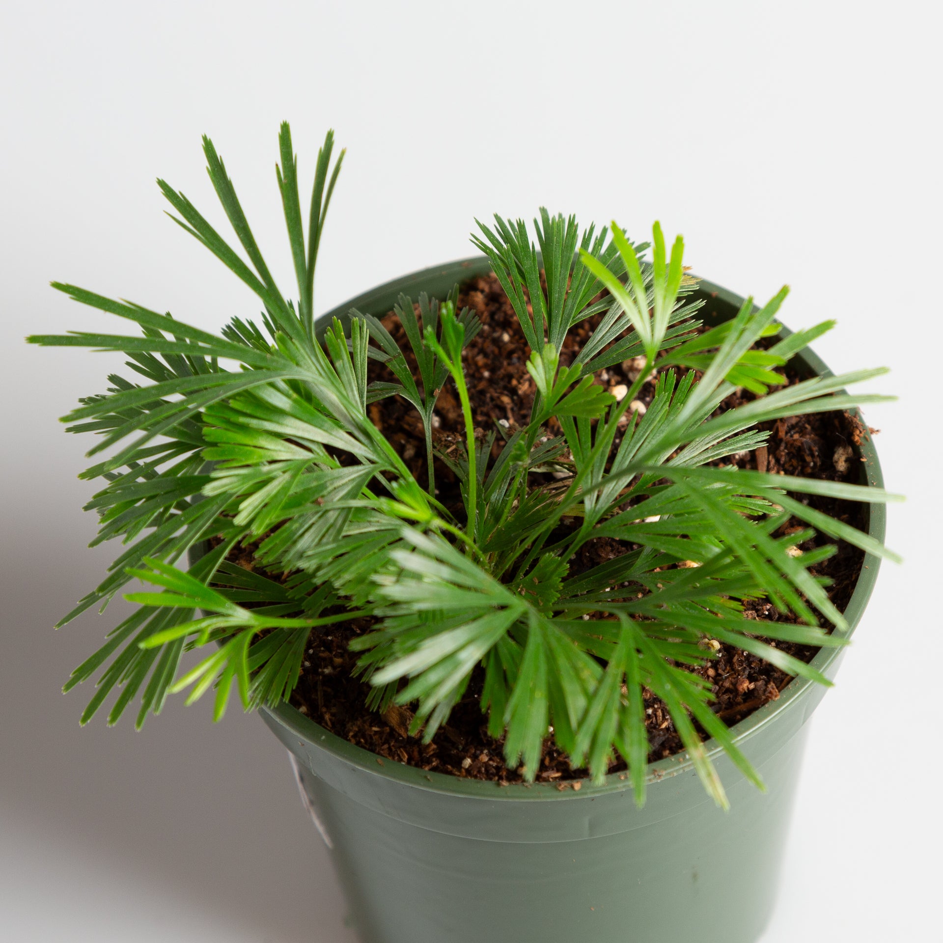 eyelash plant pot Fern 'Eyelash' 4"