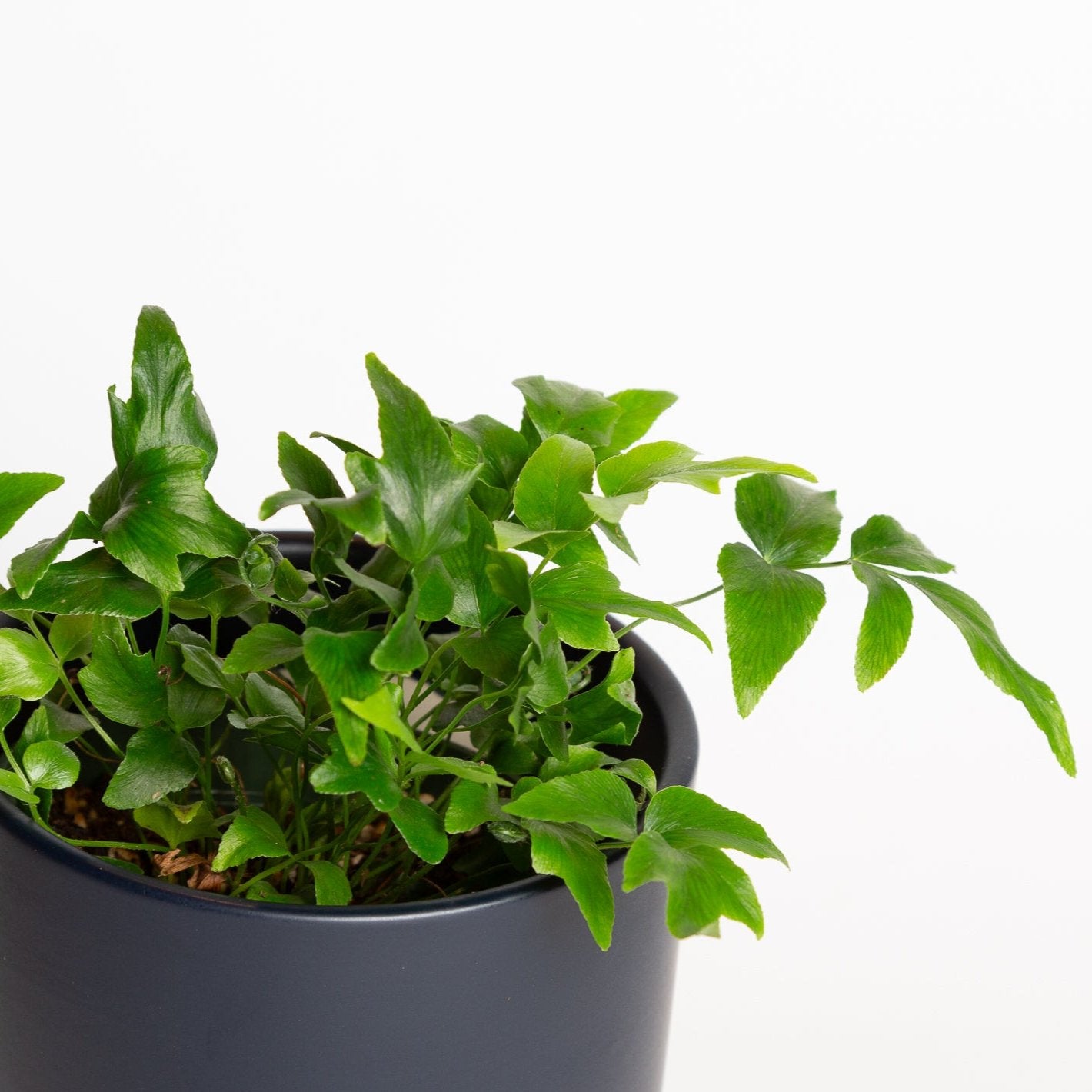 Fern 'Holly' 4" - Urban Sprouts