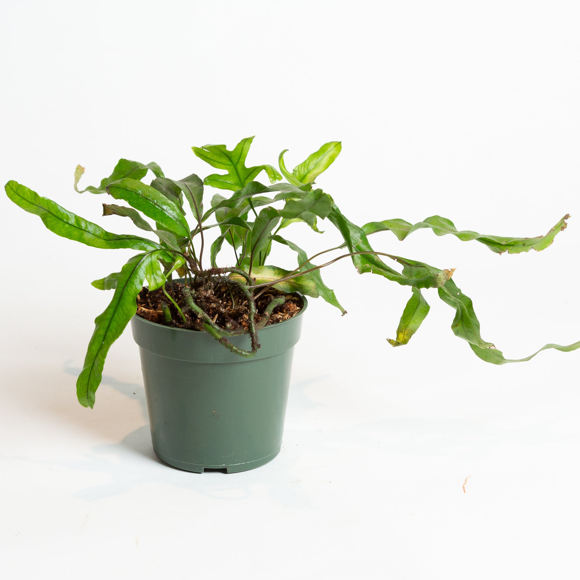 Fern 'Kangaroo Paw' 4" - Urban Sprouts
