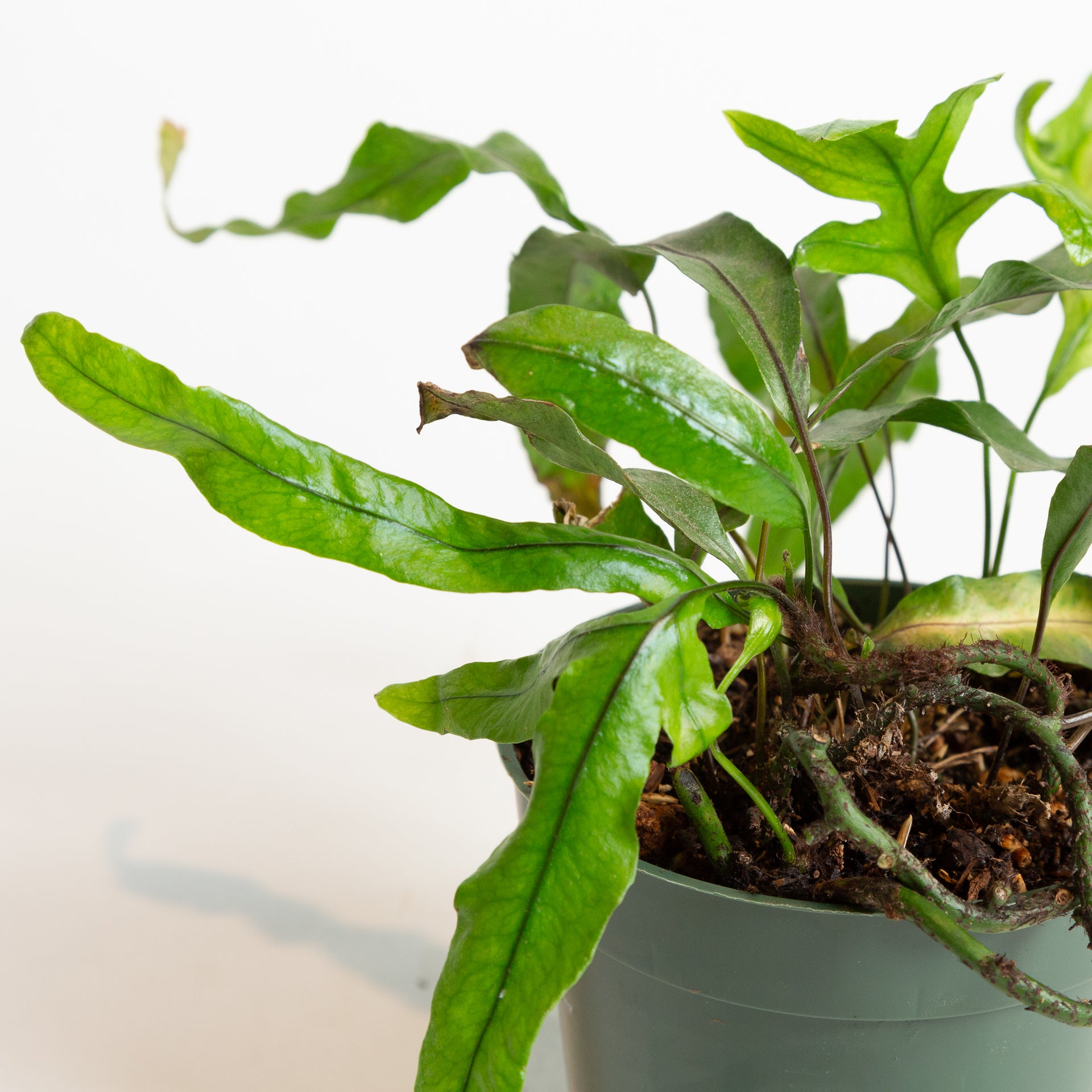 Fern 'Kangaroo Paw' 4" - Urban Sprouts
