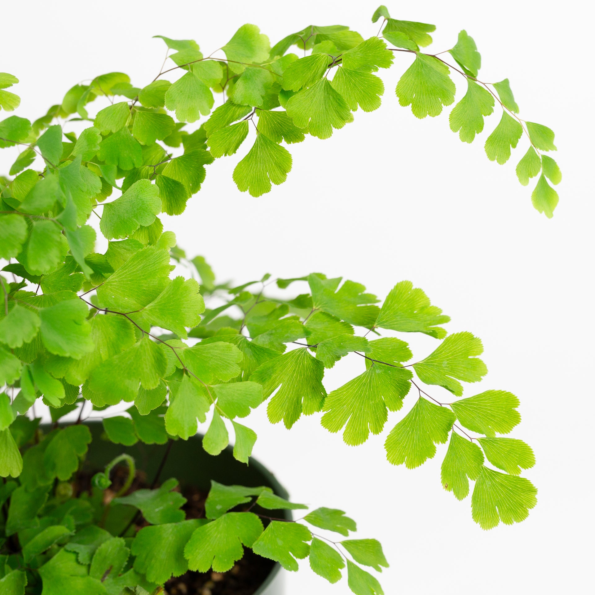 Fern 'Maidenhair - Delta' 6" - Urban Sprouts