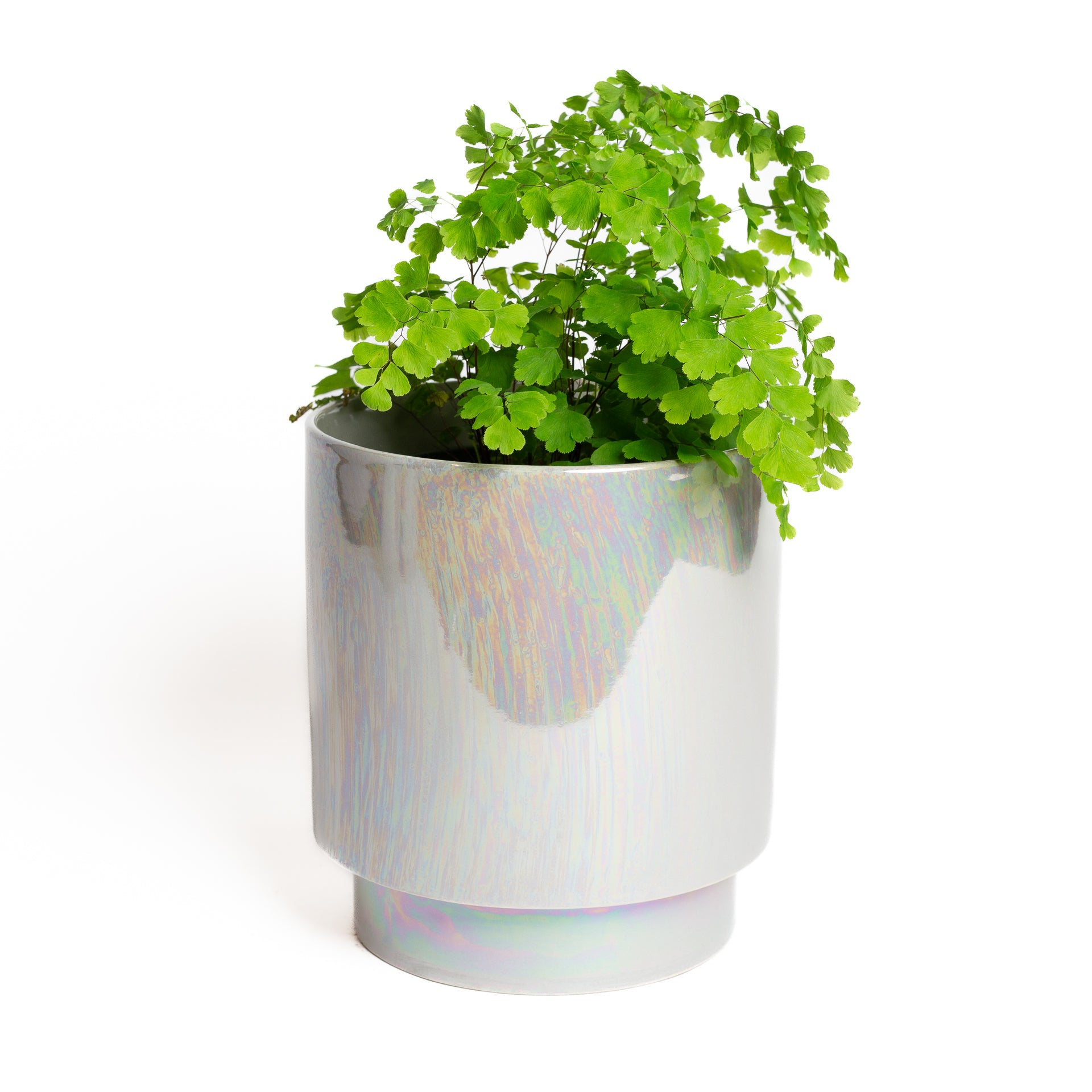 Fern 'Maidenhair - Delta' 6" - Urban Sprouts