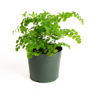 Fern 'Maidenhair - Delta' 6" - Urban Sprouts