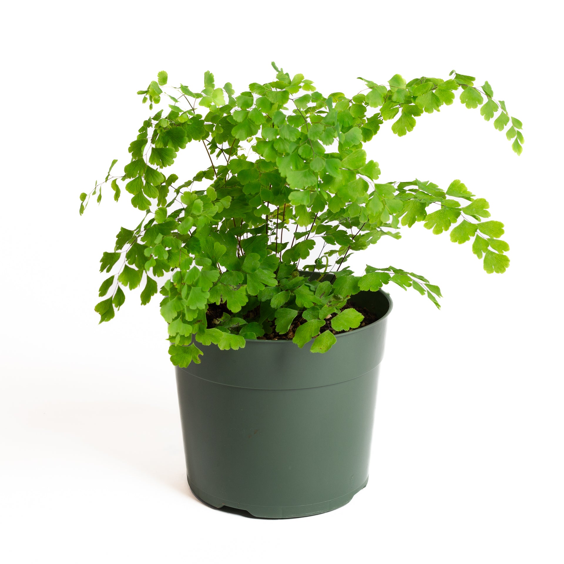 Fern 'Maidenhair - Delta' 6" - Urban Sprouts