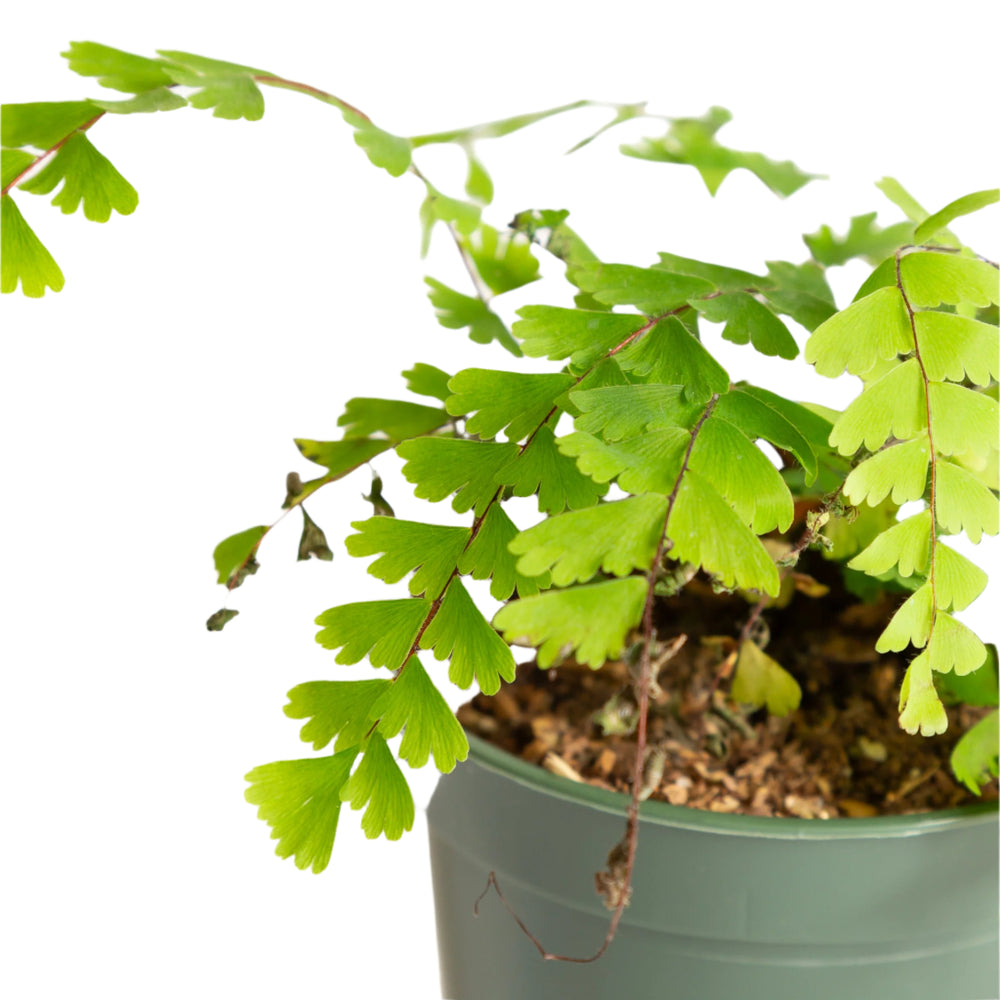 Fern 'Maidenhair - Snowflake' 4" - Urban Sprouts