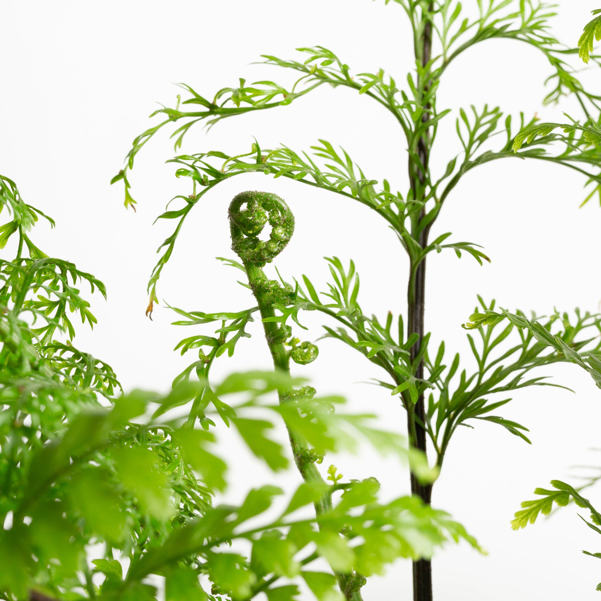 Fern 'Mother' 8" - Urban Sprouts