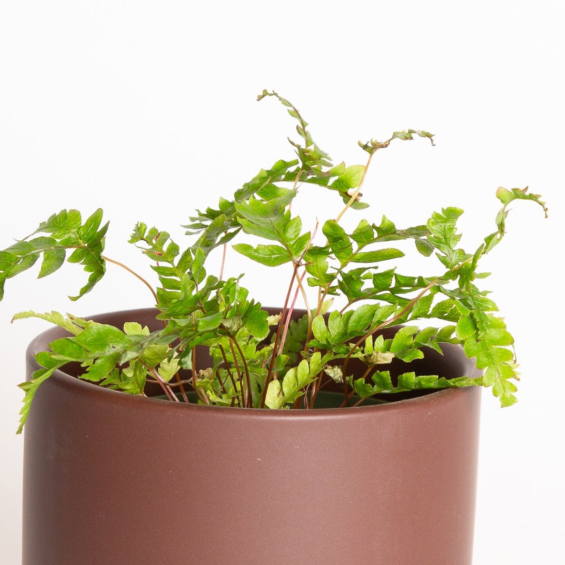 Fern 'Painted Brake' 6" - Urban Sprouts