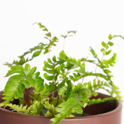 Fern 'Painted Brake' 6" - Urban Sprouts