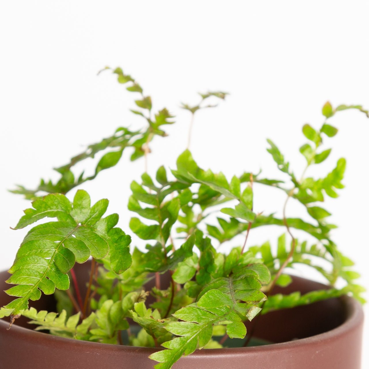 Fern 'Painted Brake' 6" - Urban Sprouts