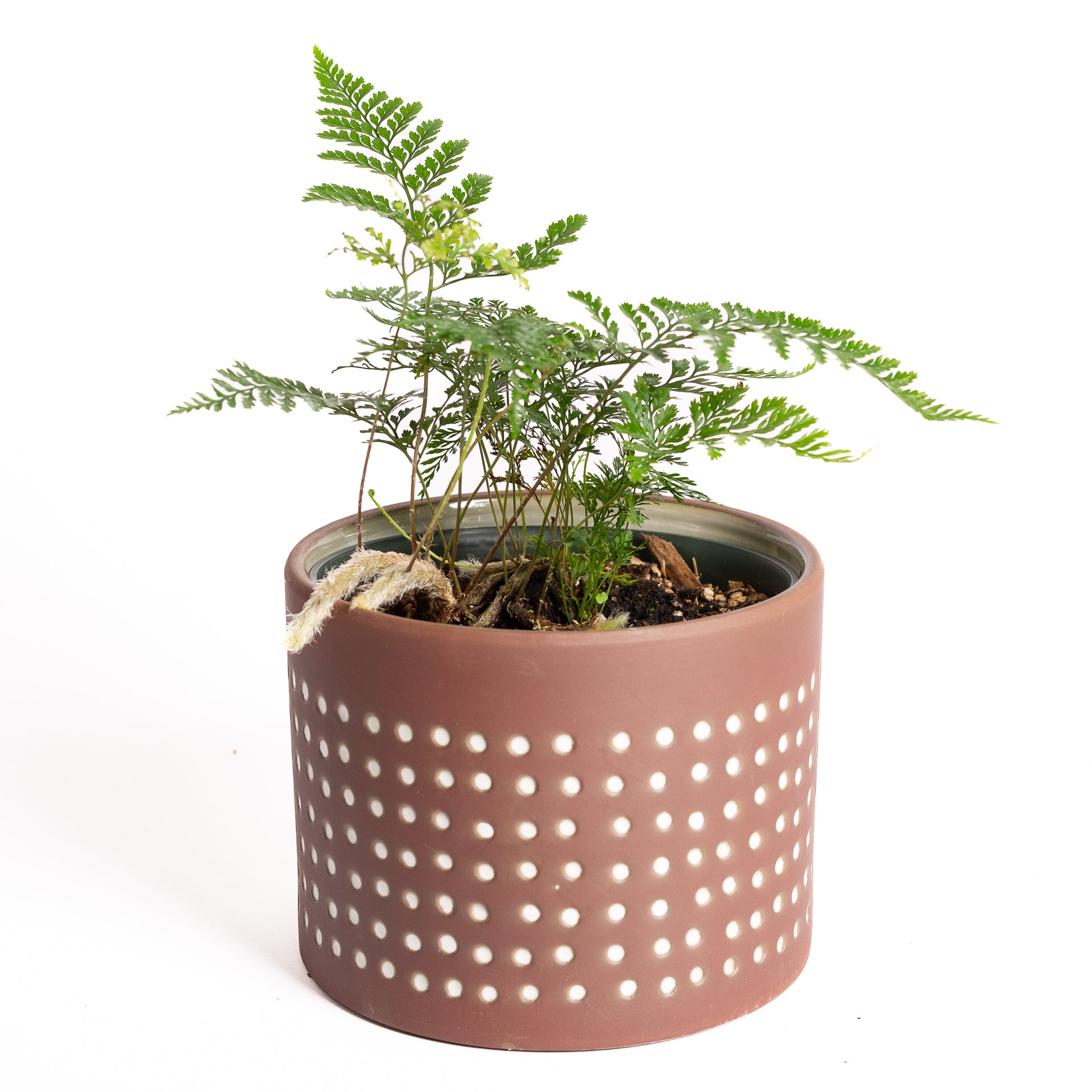 Fern 'Rabbit's Foot' 6" - Urban Sprouts