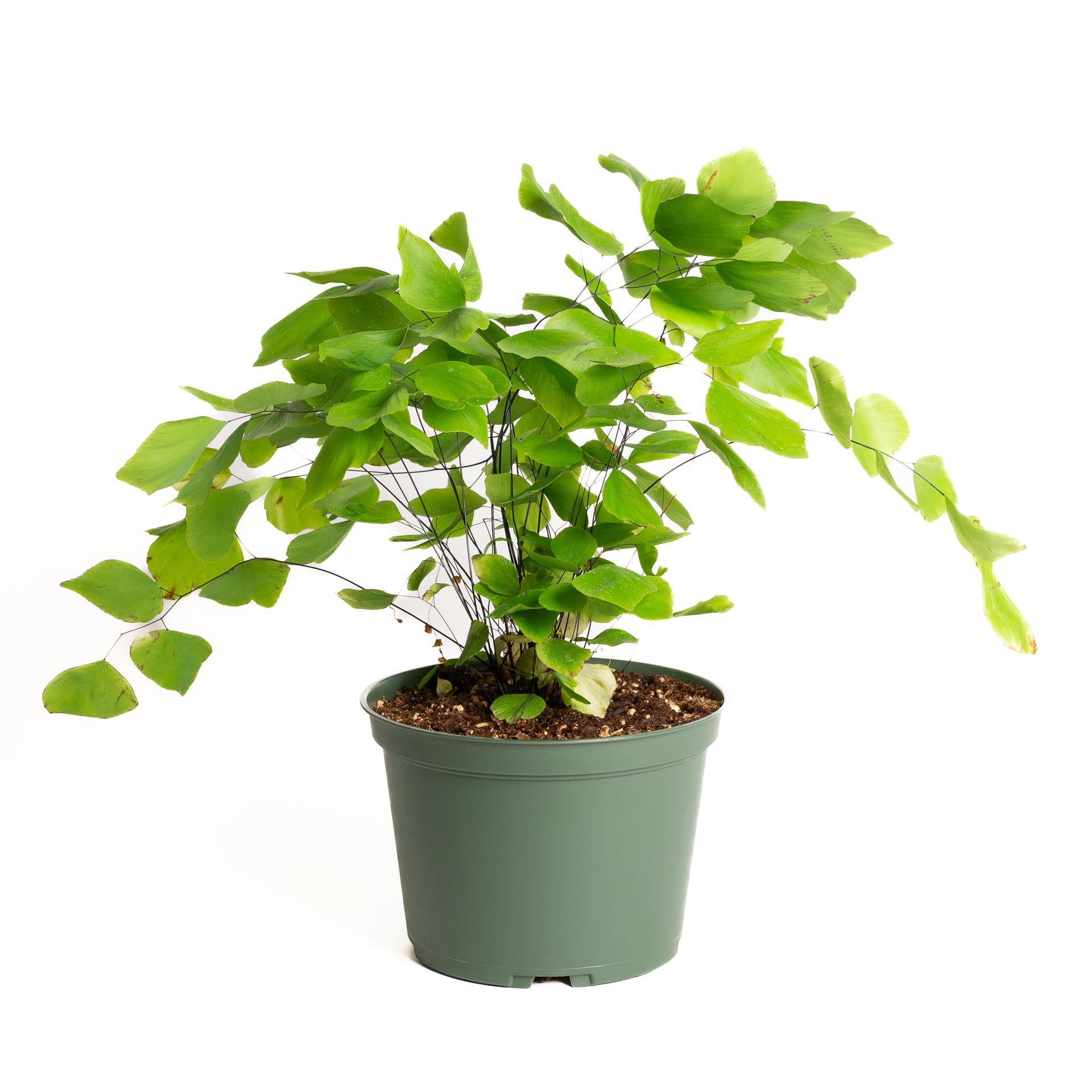 Fern 'Silver Dollar' 6" - Urban Sprouts