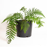 Fern 'Soft Tree' 10" - Urban Sprouts