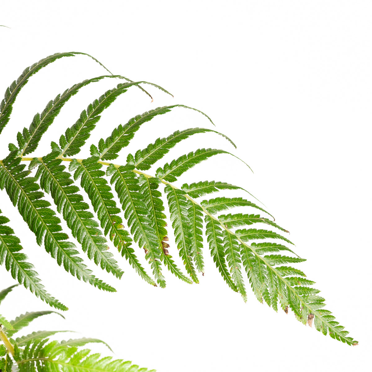 Tree Fen Fern 'Soft Tree' 8