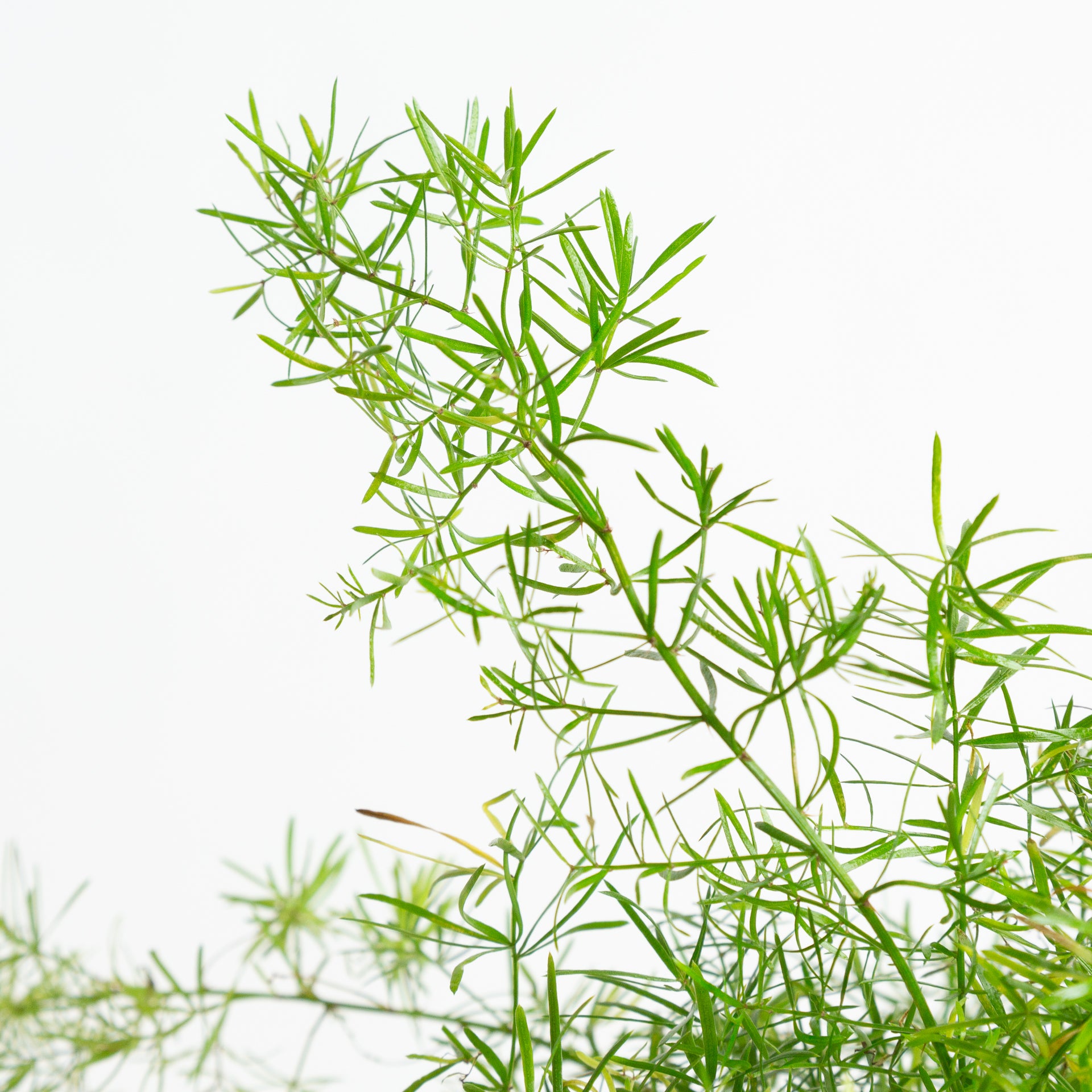 Fern 'Sprenger's Asparagus' 8" - Urban Sprouts