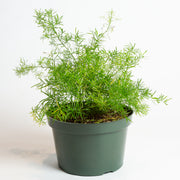 Fern 'Sprenger's Asparagus' 8" - Urban Sprouts