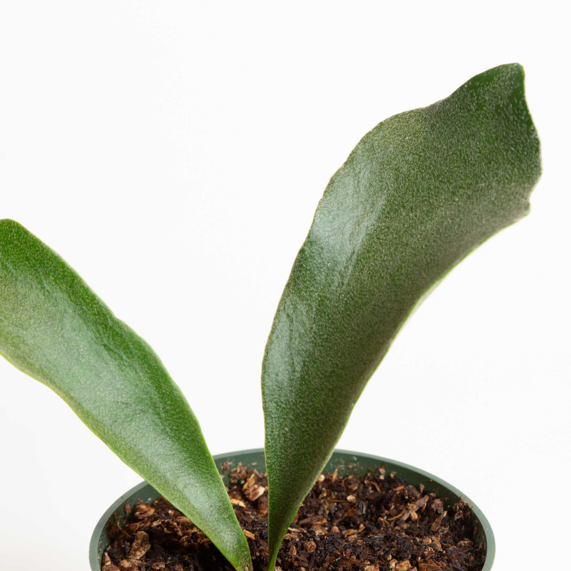 Fern 'Staghorn' 4" - Urban Sprouts