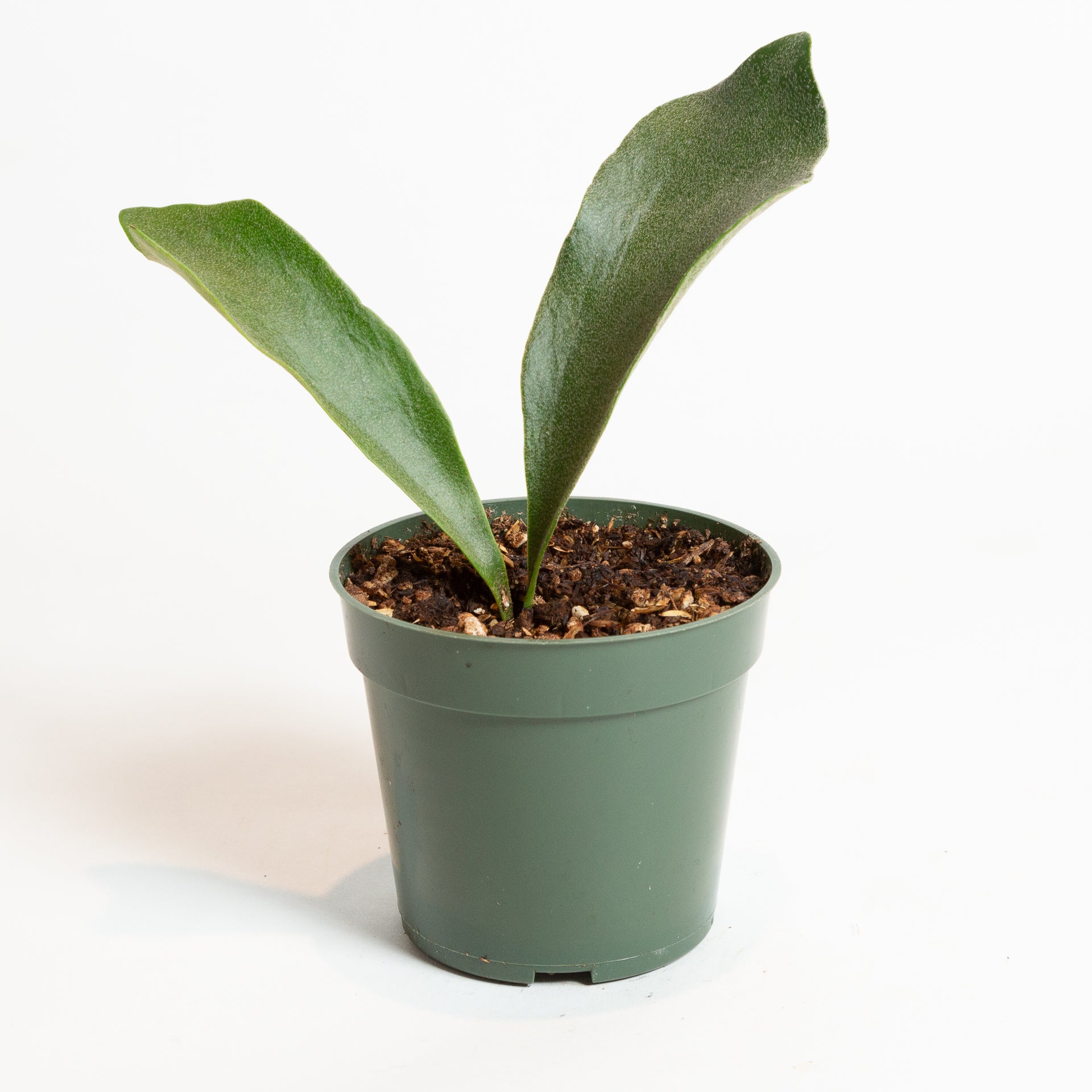 Fern 'Staghorn' 4" - Urban Sprouts
