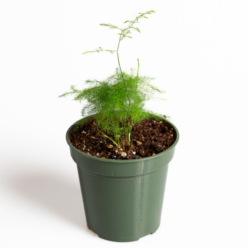 Fern 'Asparagus' 4" - Urban Sprouts