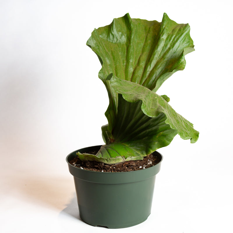 Fern 'Elephant Staghorn' 8" XL