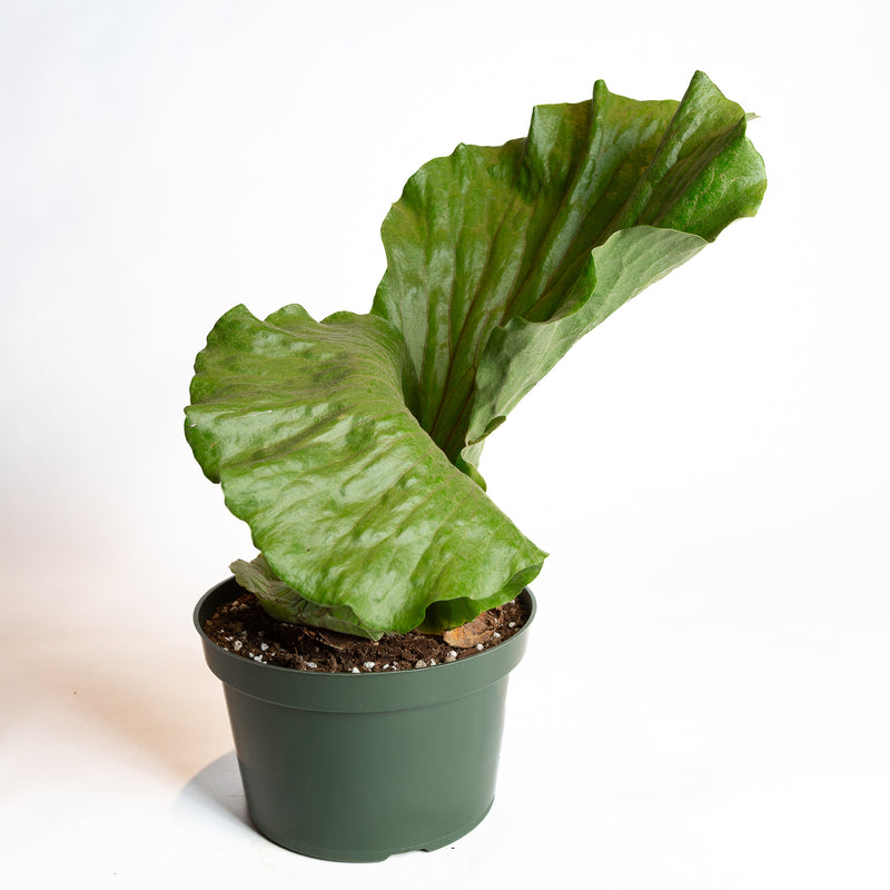 Fern 'Elephant Staghorn' 8" XL